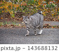 秋の公園で遊ぶ野良猫 143688132