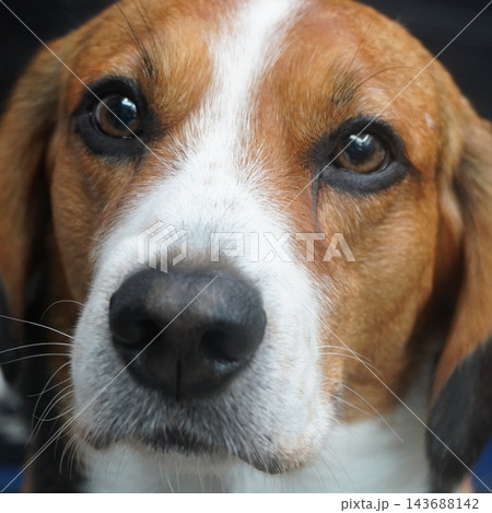 見つめるビーグル犬 見つめるビーグル犬 143688142