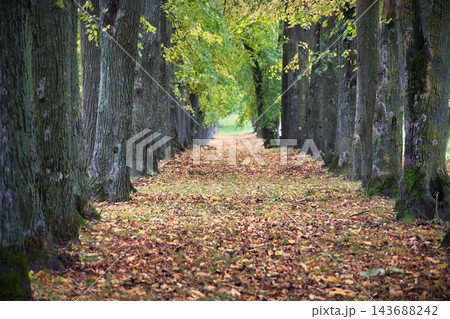 Vibrant Autumn Alleyway Lined with Tall Deciduous Trees and Golden Fallen Leaves in Quiet Park Vibrant Autumn Alleyway Lined with Tall Deciduous Trees and Golden Fallen Leaves in Quiet Park 143688242