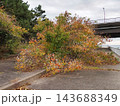 秋の紅葉した木々と道路 143688349