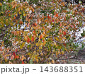 たわわに実るナンキンハゼの実 143688351