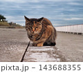 振り返る猫 143688355