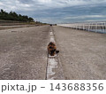 海岸を散歩する猫 143688356