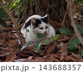 草むらの中で丸くなって眠る猫 143688357