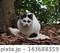 見つめる猫 143688359