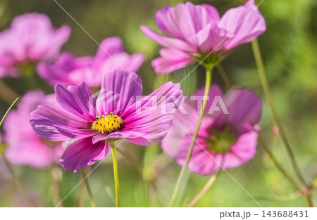 秋の花　コスモス 143688431
