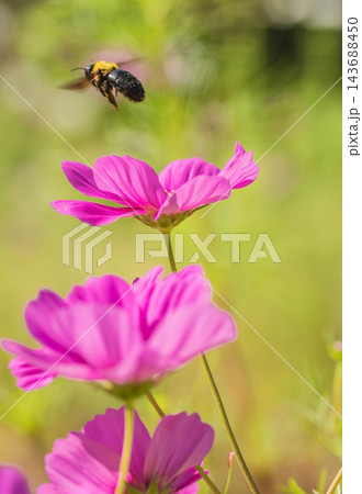 秋の花 コスモスと蜂 秋の花 コスモスと蜂 143688450