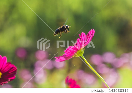 秋の花　コスモスと蜂 143688515