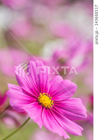 秋の花　コスモス 143688517