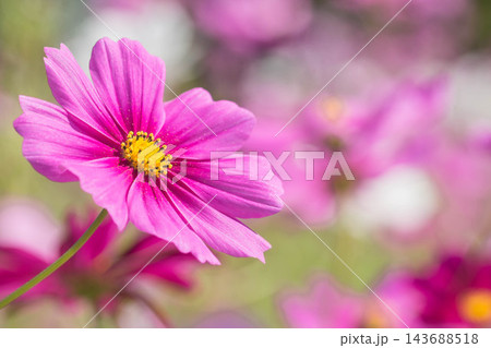 秋の花　コスモス 143688518