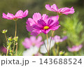 秋の花　コスモス 143688524