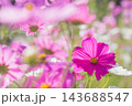 秋の花　コスモス 143688547