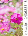 秋の花　コスモス 143688548