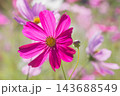 秋の花　コスモス 143688549