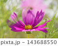 秋の花　コスモス 143688550