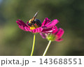 秋の花　コスモスと蜂 143688551
