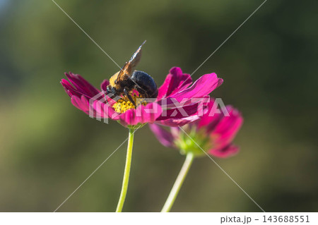 秋の花　コスモスと蜂 143688551