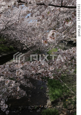 野川の桜 野川の桜 143688581