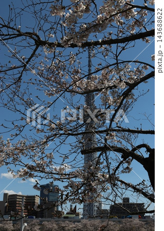 桜と東京スカイツリー 桜と東京スカイツリー 143688622