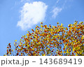 ユリノキと青空　バックグラウンド 143689419
