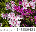 薄いピンク色と濃いピンク色のツツジ 143689421