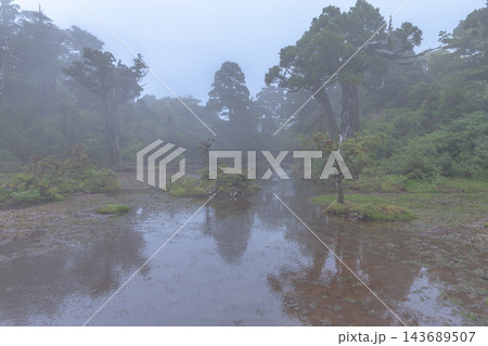 屋久島世界自然遺産　環境エコのイメージ画像(夏 143689507