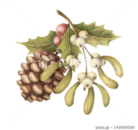 Watercolor botanical arrangement with mistletoe and pine cone. Vintage winter art shows realistic white and red berries. Natural christmas card design. Traditional graphic for holiday print or poster. 143689560