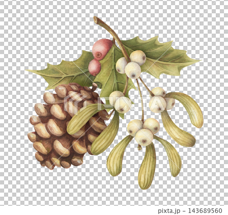Watercolor botanical arrangement with mistletoe and pine cone. Vintage winter art shows realistic white and red berries. Natural christmas card design. Traditional graphic for holiday print or poster. 143689560