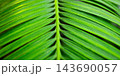 A green palm leaf 143690057