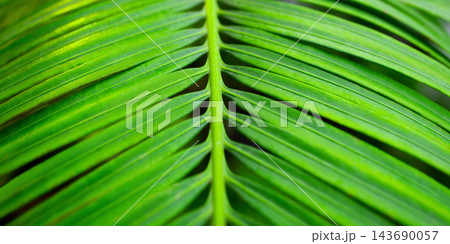 A green palm leaf A green palm leaf 143690057