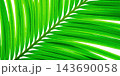 A green palm leaf 143690058