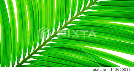 A green palm leaf 143690058