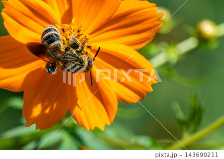 キバナコスモスの花へ訪れたツチバチ キバナコスモスの花へ訪れたツチバチ 143690211
