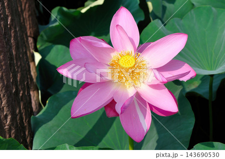 古代蓮の花 143690530
