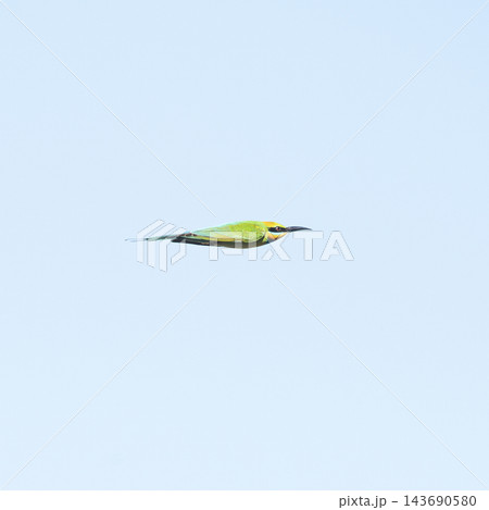 Rainbow Bee-eater 143690580