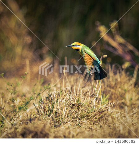 Rainbow Bee-eater 143690582