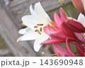 赤いユリと白いユリ 143690948