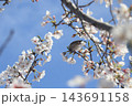 桜の木にとまる鳥 143691158
