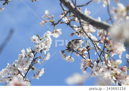 桜の木にとまる鳥 桜の木にとまる鳥 143691158