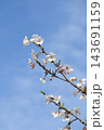 青空に映える桜 143691159