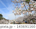 桜と飛行機雲 143691160