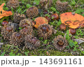 秋の雑木林風景　どんぐり 143691161