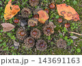秋の雑木林風景　どんぐり 143691163