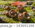 秋の雑木林風景　どんぐり 143691166