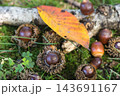 秋の雑木林風景　どんぐり 143691167