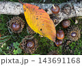 秋の雑木林風景　どんぐり 143691168
