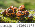 秋の雑木林風景　どんぐり 143691178