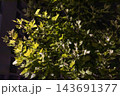Moody plane tree foliage at night, warm lamp light 143691377
