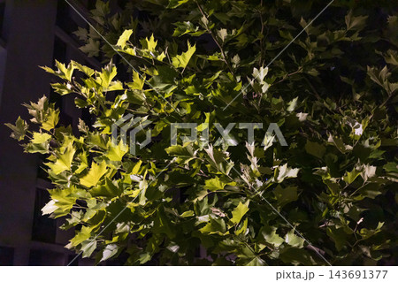 Moody plane tree foliage at night, warm lamp light Moody plane tree foliage at night, warm lamp light 143691377