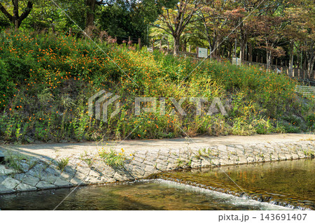 キバナコスモスの咲く公園 キバナコスモスの咲く公園 143691407